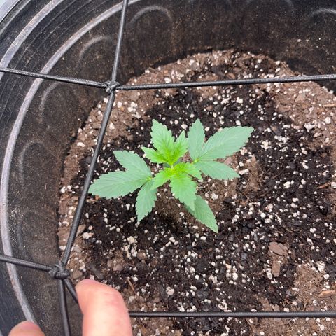 Royal Bluematic growlog timeline photo