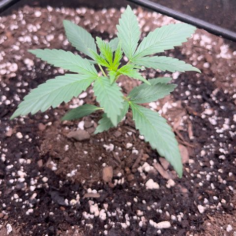 Royal Bluematic growlog timeline photo