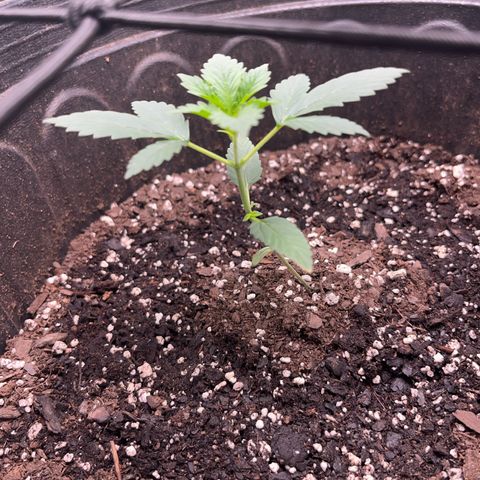 Royal Bluematic growlog timeline photo