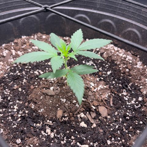 Royal Bluematic growlog timeline photo