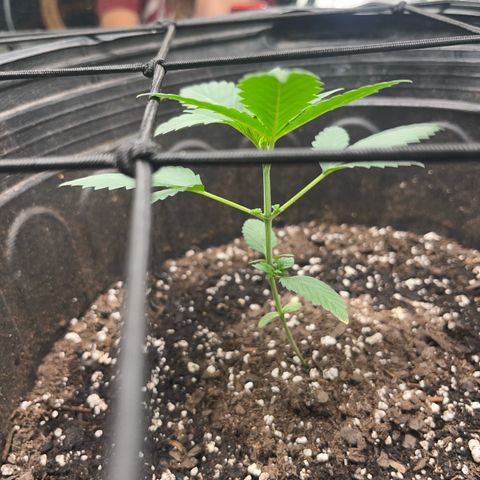 Royal Bluematic growlog photo: Will be topping this weekend 