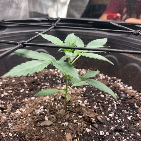 Royal Bluematic growlog photo: Will be topping this weekend 