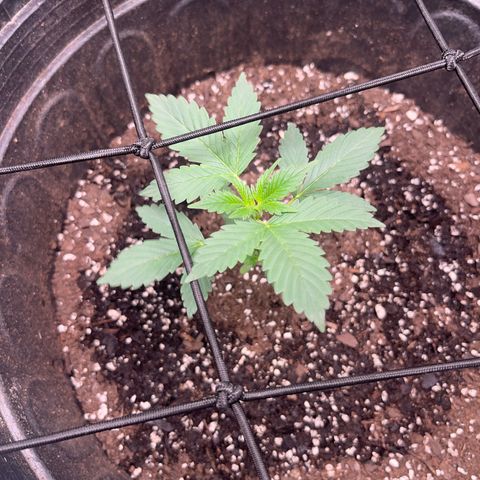 Royal Bluematic growlog photo: Will be topping this weekend 