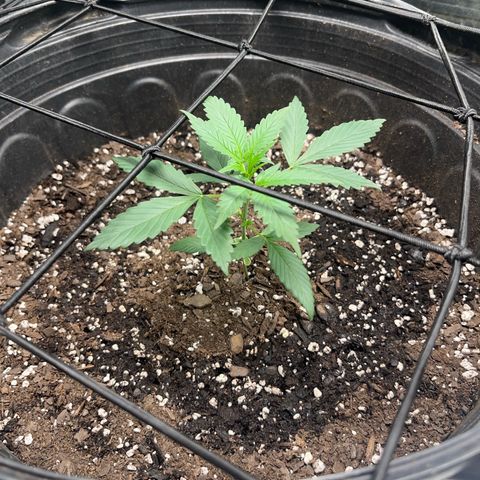 Royal Bluematic growlog photo: Will be topping this weekend 
