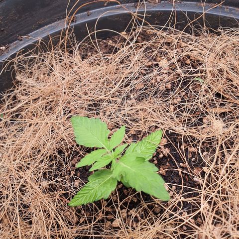 Auto blueberry mazzar  growlog photo: Sem rega, fibra de coco ajudou a manter mais umida a terra