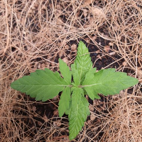 Auto blueberry mazzar  growlog photo: Sem rega, fibra de coco ajudou a manter mais umida a terra