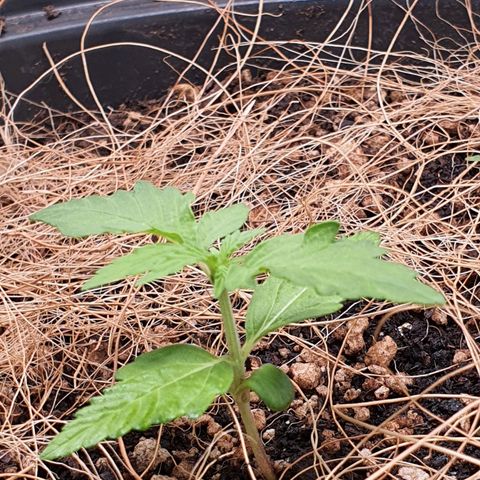 Auto blueberry mazzar  growlog photo: Sem rega, fibra de coco ajudou a manter mais umida a terra