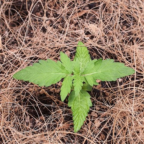 Auto blueberry mazzar  growlog photo: Solo continua úmido, vou deixar mais um 1 dia sem regar 