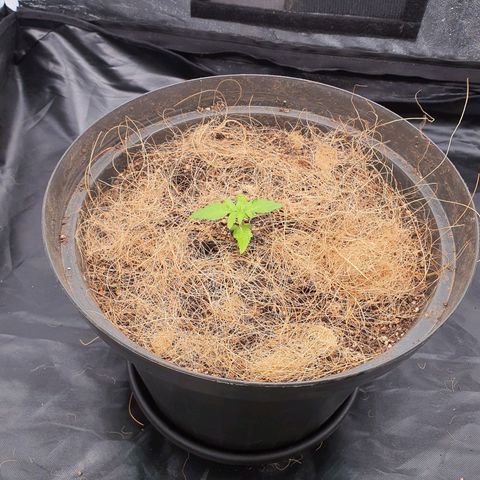 Auto blueberry mazzar  growlog photo: Solo continua úmido, vou deixar mais um 1 dia sem regar 