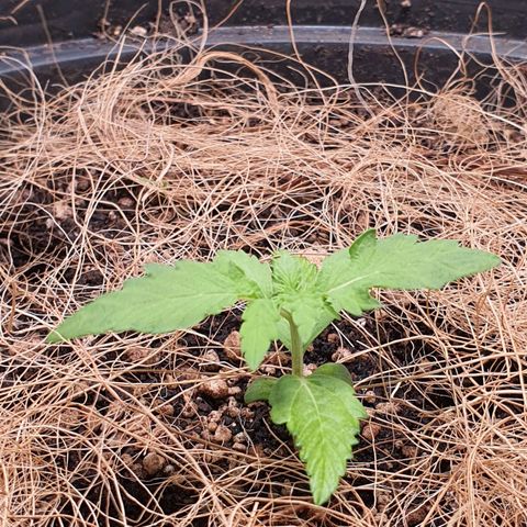 Auto blueberry mazzar  growlog photo: Solo continua úmido, vou deixar mais um 1 dia sem regar 