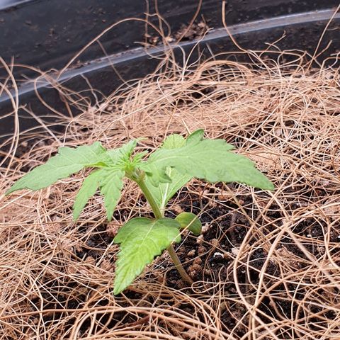 Auto blueberry mazzar  growlog photo: Solo continua umido,portanto vou deixar mais um dia sem regar  