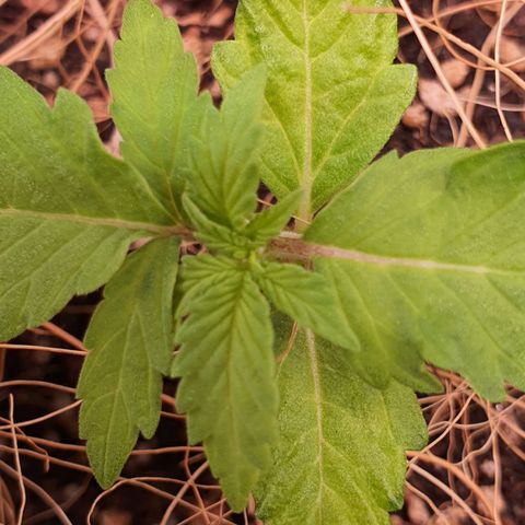 Auto blueberry mazzar  growlog photo: Solo continua umido,portanto vou deixar mais um dia sem regar  