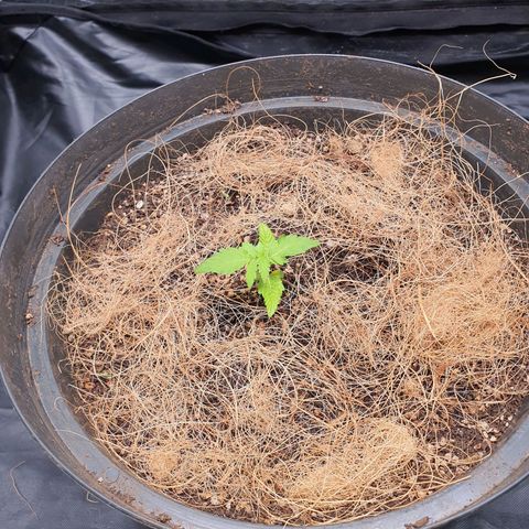 Auto blueberry mazzar  growlog photo: Solo continua umido,portanto vou deixar mais um dia sem regar  