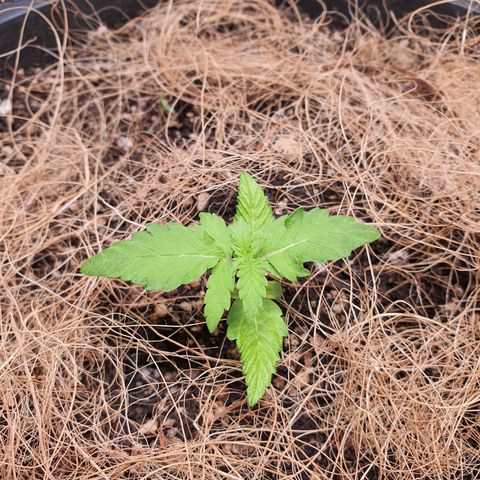 Auto blueberry mazzar  growlog photo: Solo continua umido,portanto vou deixar mais um dia sem regar  