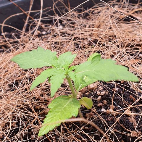Auto blueberry mazzar  growlog photo: Reguei com umas 500ml de agua 