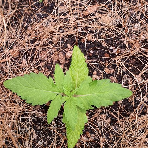 Auto blueberry mazzar  growlog photo: Reguei com umas 500ml de agua 
