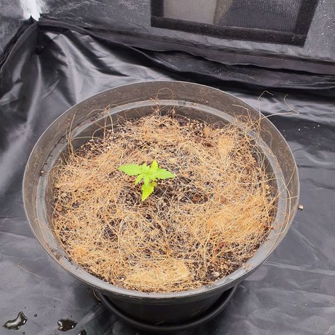 Auto blueberry mazzar  growlog photo: Reguei com umas 500ml de agua 