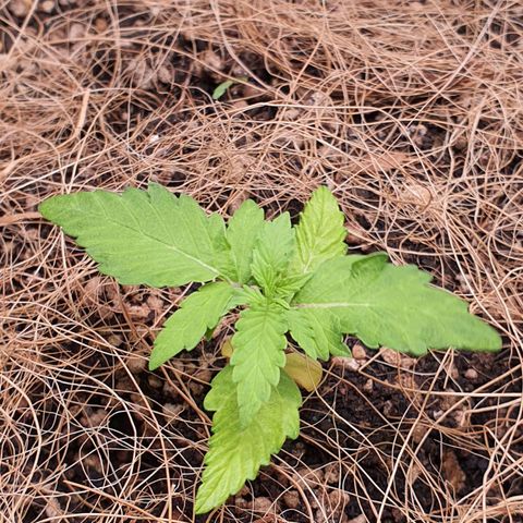 Auto blueberry mazzar  growlog photo: Solo umido tudo certo sem rega hoje 