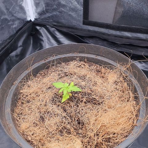 Auto blueberry mazzar  growlog photo: Solo umido tudo certo sem rega hoje 