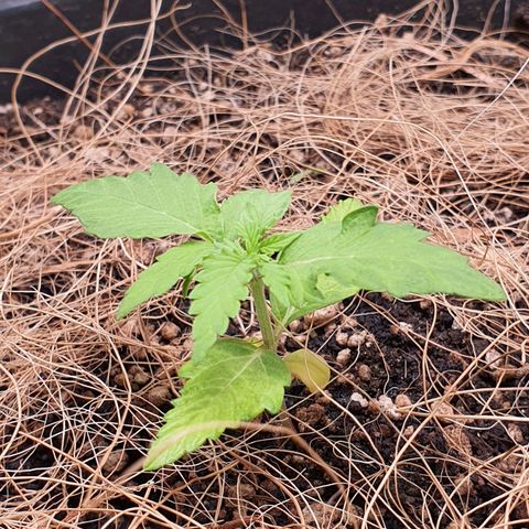 Auto blueberry mazzar  growlog photo: Solo umido tudo certo sem rega hoje 