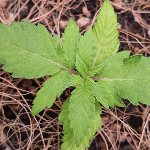 Auto blueberry mazzar  growlog photo: Solo umido tudo certo sem rega hoje 