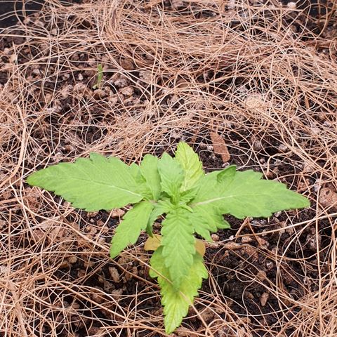 Auto blueberry mazzar  growlog photo: Solo já esta ficando seco mas ainda esta um pouco úmido vou deixar pra regar amanhã 