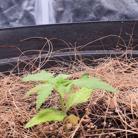 Auto blueberry mazzar  growlog timeline photo