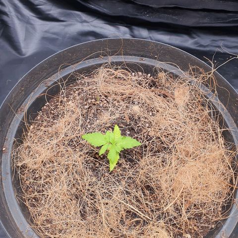 Auto blueberry mazzar  growlog photo: Solo já esta ficando seco mas ainda esta um pouco úmido vou deixar pra regar amanhã 