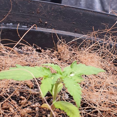 Auto blueberry mazzar  growlog photo: Roguei hoje 