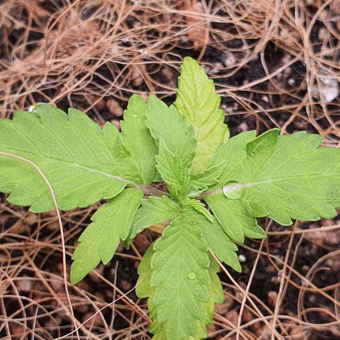 Auto blueberry mazzar  growlog photo: Roguei hoje 