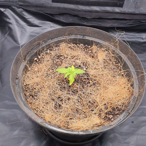 Auto blueberry mazzar  growlog photo: Roguei hoje 