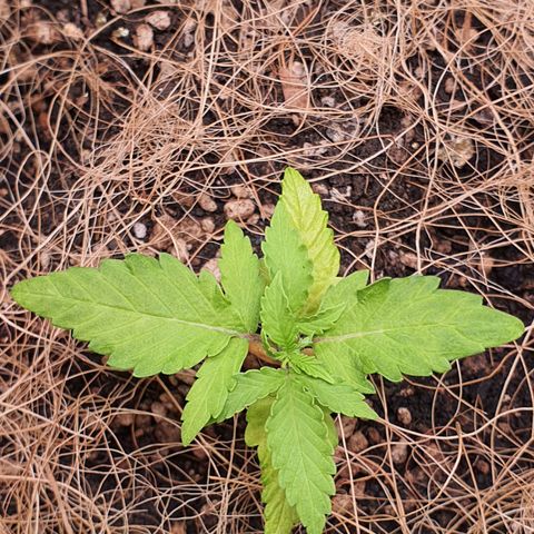 Auto blueberry mazzar  growlog photo: Solo continua umido as folhas de baixo parecem estar um pouco mais claras 