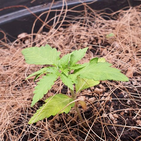 Auto blueberry mazzar  growlog photo: Solo continua umido as folhas de baixo parecem estar um pouco mais claras 