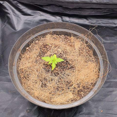 Auto blueberry mazzar  growlog photo: Solo continua umido as folhas de baixo parecem estar um pouco mais claras 