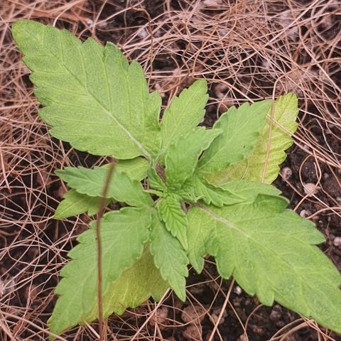 Auto blueberry mazzar  growlog photo: Solo esta um pouco umido ainda vou deixar pra regar amanhã 