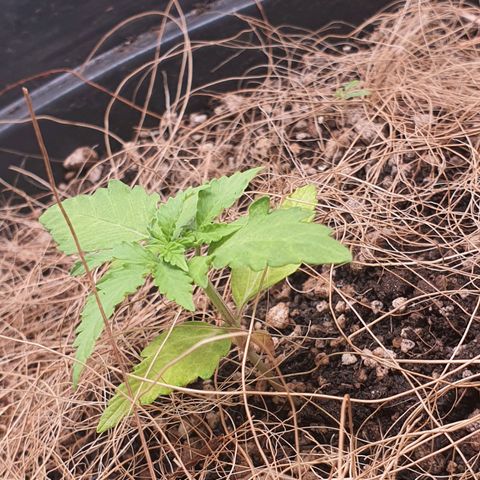 Auto blueberry mazzar  growlog photo: Solo esta um pouco umido ainda vou deixar pra regar amanhã 