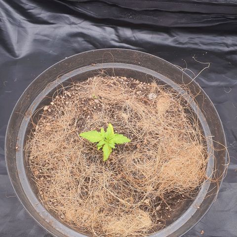 Auto blueberry mazzar  growlog photo: Solo esta um pouco umido ainda vou deixar pra regar amanhã 