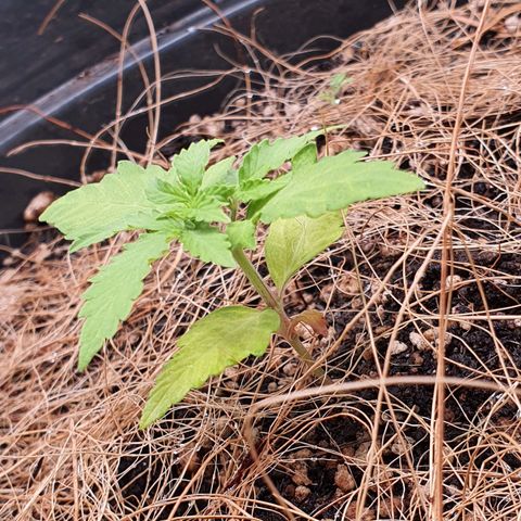 Auto blueberry mazzar  growlog photo: Reguei com 500ml de agua e 1ml de bio heaven.acrecentei algumas garrafas com água no grow para aumentar a umidade do ambiente 