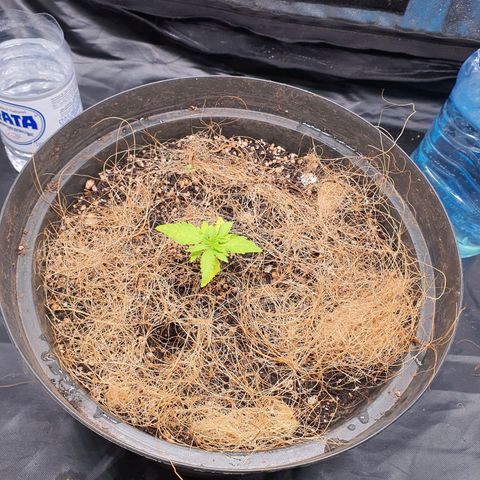Auto blueberry mazzar  growlog photo: Reguei com 500ml de agua e 1ml de bio heaven.acrecentei algumas garrafas com água no grow para aumentar a umidade do ambiente 