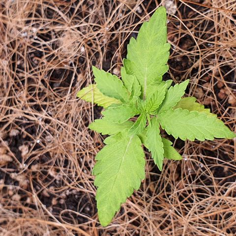Auto blueberry mazzar  growlog photo: Reguei com 500ml de agua e 1ml de bio heaven.acrecentei algumas garrafas com água no grow para aumentar a umidade do ambiente 