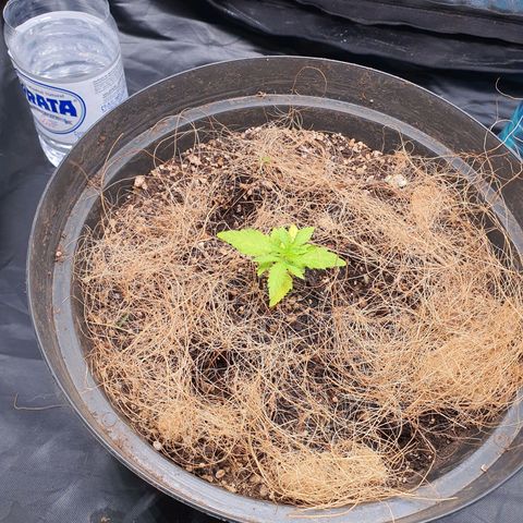 Auto blueberry mazzar  growlog photo: Solo esta um pouco umido 