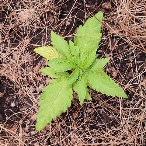 Auto blueberry mazzar  growlog photo: Solo esta um pouco umido 