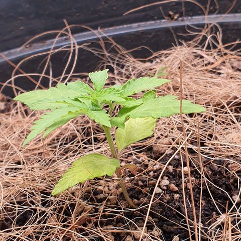 Auto blueberry mazzar  growlog photo: Solo esta um pouco umido 
