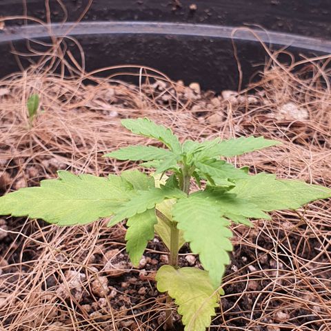 Auto blueberry mazzar  growlog photo: Começou a espichar