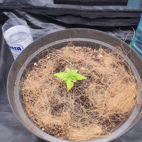 Auto blueberry mazzar  growlog photo: Começou a espichar