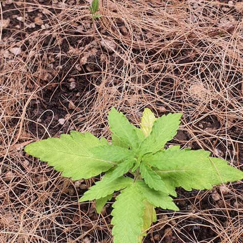 Auto blueberry mazzar  growlog photo: Começou a espichar