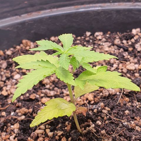 Auto blueberry mazzar  growlog photo: Retirei a fibra de coco pois não estava gostando do resultado ela estava mantendo algumas partes do solo umida até demais fazendo ficar com um aspecto estranho tipo mofando entao retirei e roguei mais uma vez testando para ver se o solo estava seco o suficiente para receber mais nutrientes 