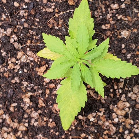 Auto blueberry mazzar  growlog photo: Retirei a fibra de coco pois não estava gostando do resultado ela estava mantendo algumas partes do solo umida até demais fazendo ficar com um aspecto estranho tipo mofando entao retirei e roguei mais uma vez testando para ver se o solo estava seco o suficiente para receber mais nutrientes 