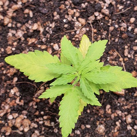Auto blueberry mazzar  growlog photo: Retirei a fibra de coco pois não estava gostando do resultado ela estava mantendo algumas partes do solo umida até demais fazendo ficar com um aspecto estranho tipo mofando entao retirei e roguei mais uma vez testando para ver se o solo estava seco o suficiente para receber mais nutrientes 