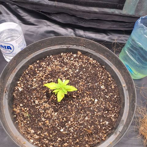 Auto blueberry mazzar  growlog photo: Retirei a fibra de coco pois não estava gostando do resultado ela estava mantendo algumas partes do solo umida até demais fazendo ficar com um aspecto estranho tipo mofando entao retirei e roguei mais uma vez testando para ver se o solo estava seco o suficiente para receber mais nutrientes 